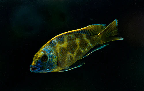 Hap Venustus Cichlid