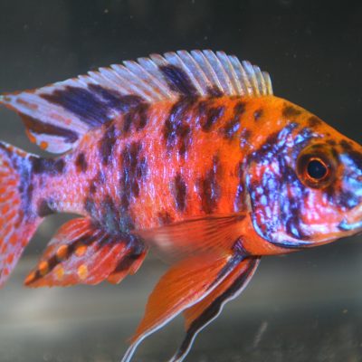 Assorted Small OB Peacocks