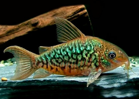 Albertini Corydora (Pairs)