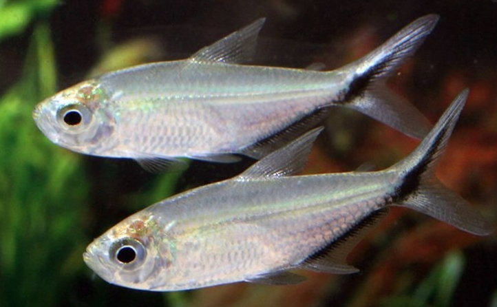Costae Tetra