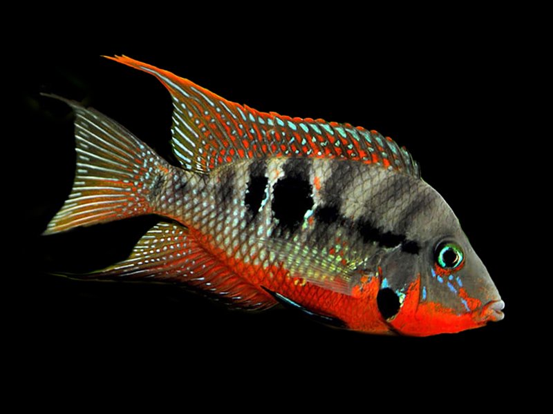 Firemouth Cichlid