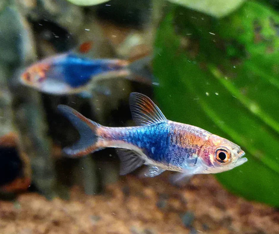 Purple Harlequin Rasbora