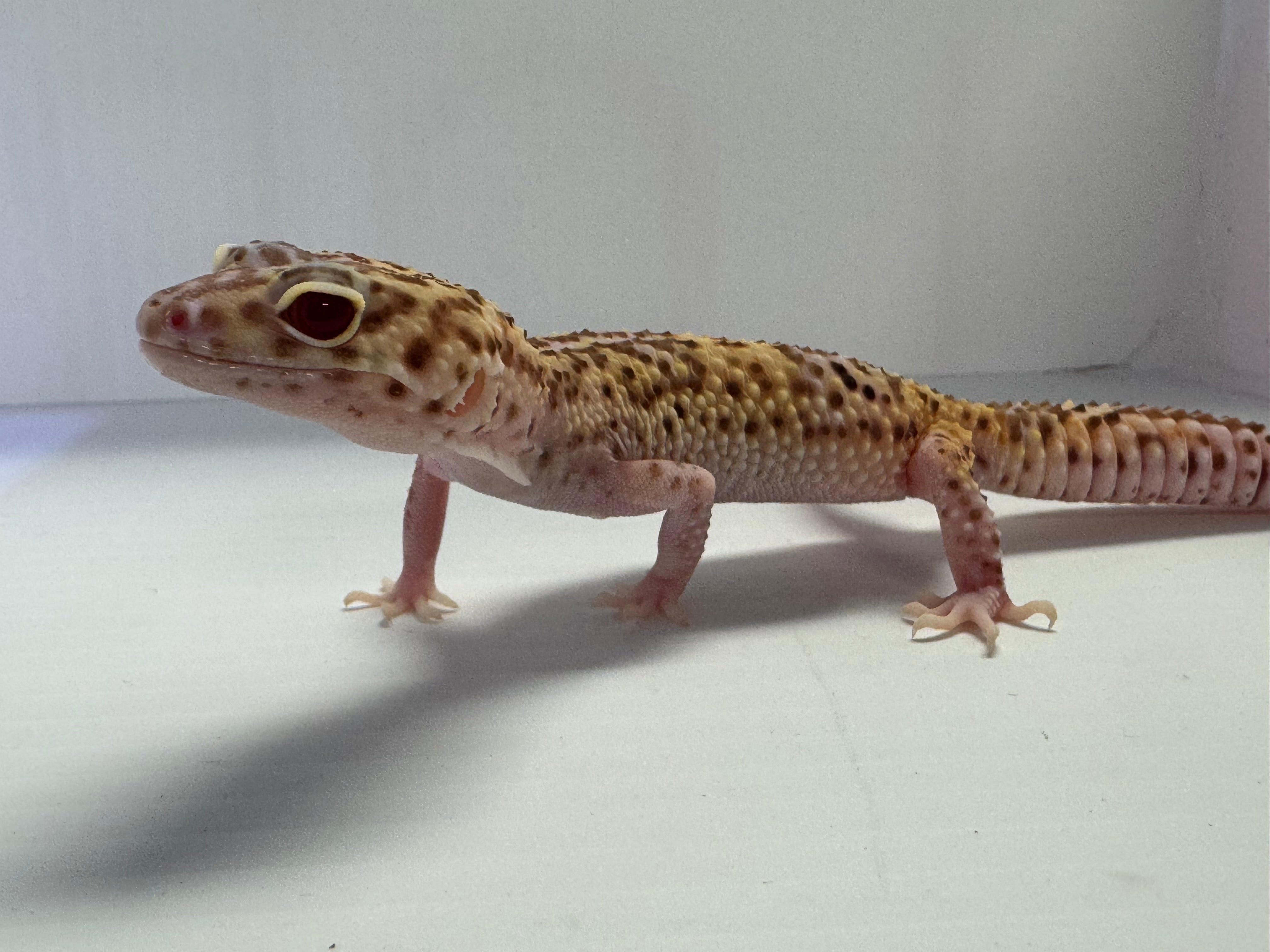 Leopard Gecko -Radar
