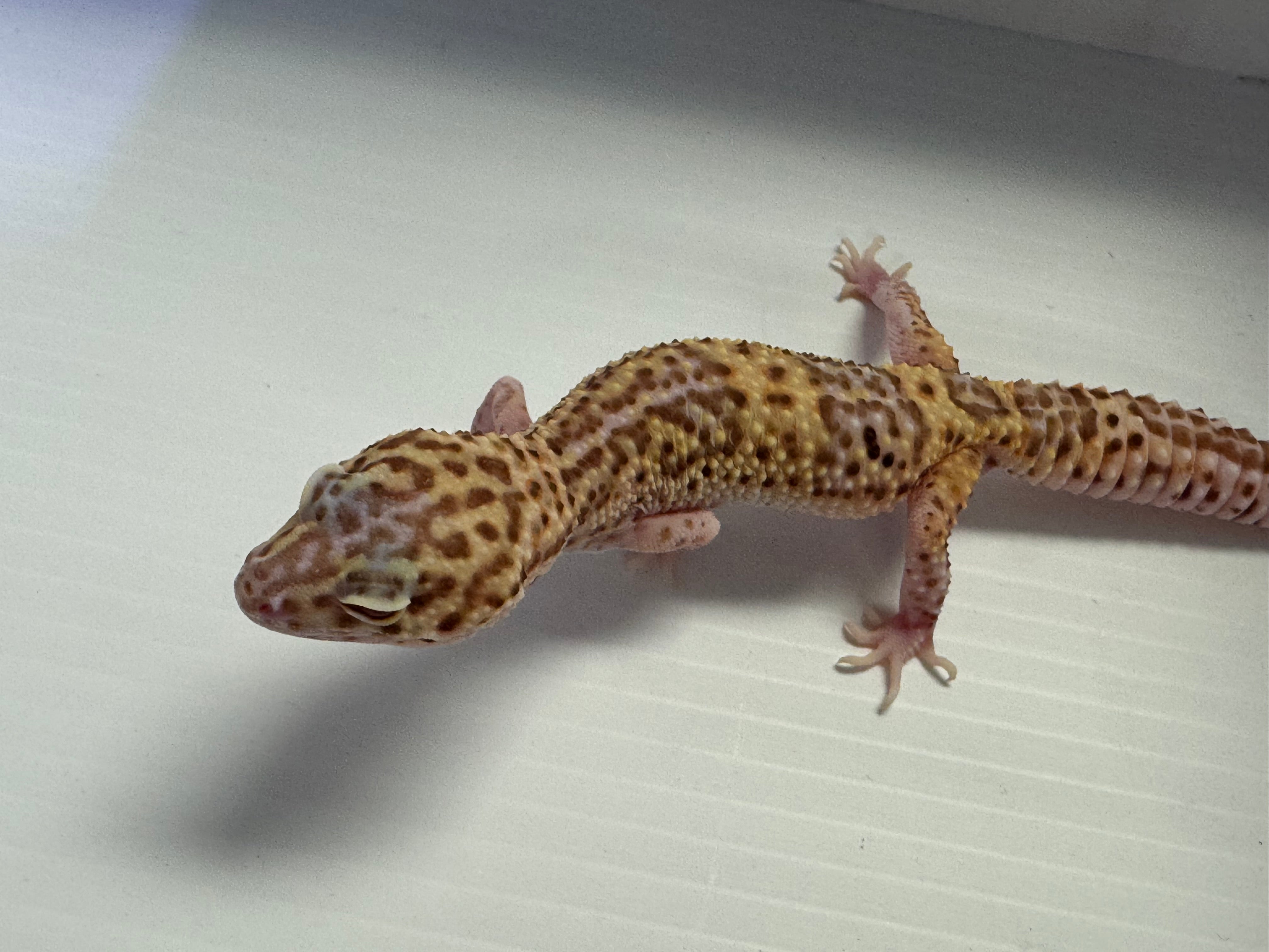 Leopard Gecko -Radar