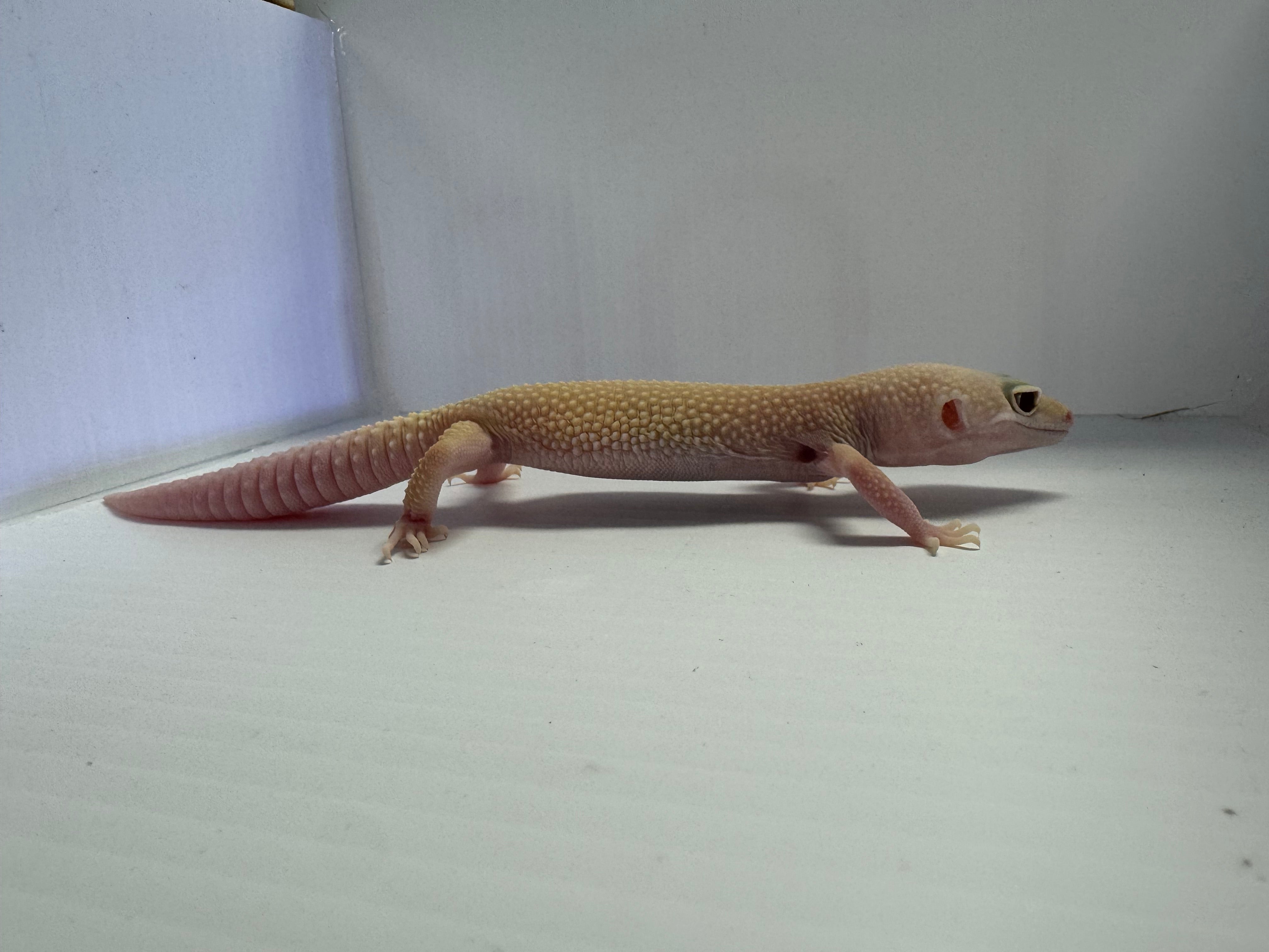 Leopard Gecko - Mack Snow Tremoer MP 66% Het Eclispe, 50% Het Blizzard