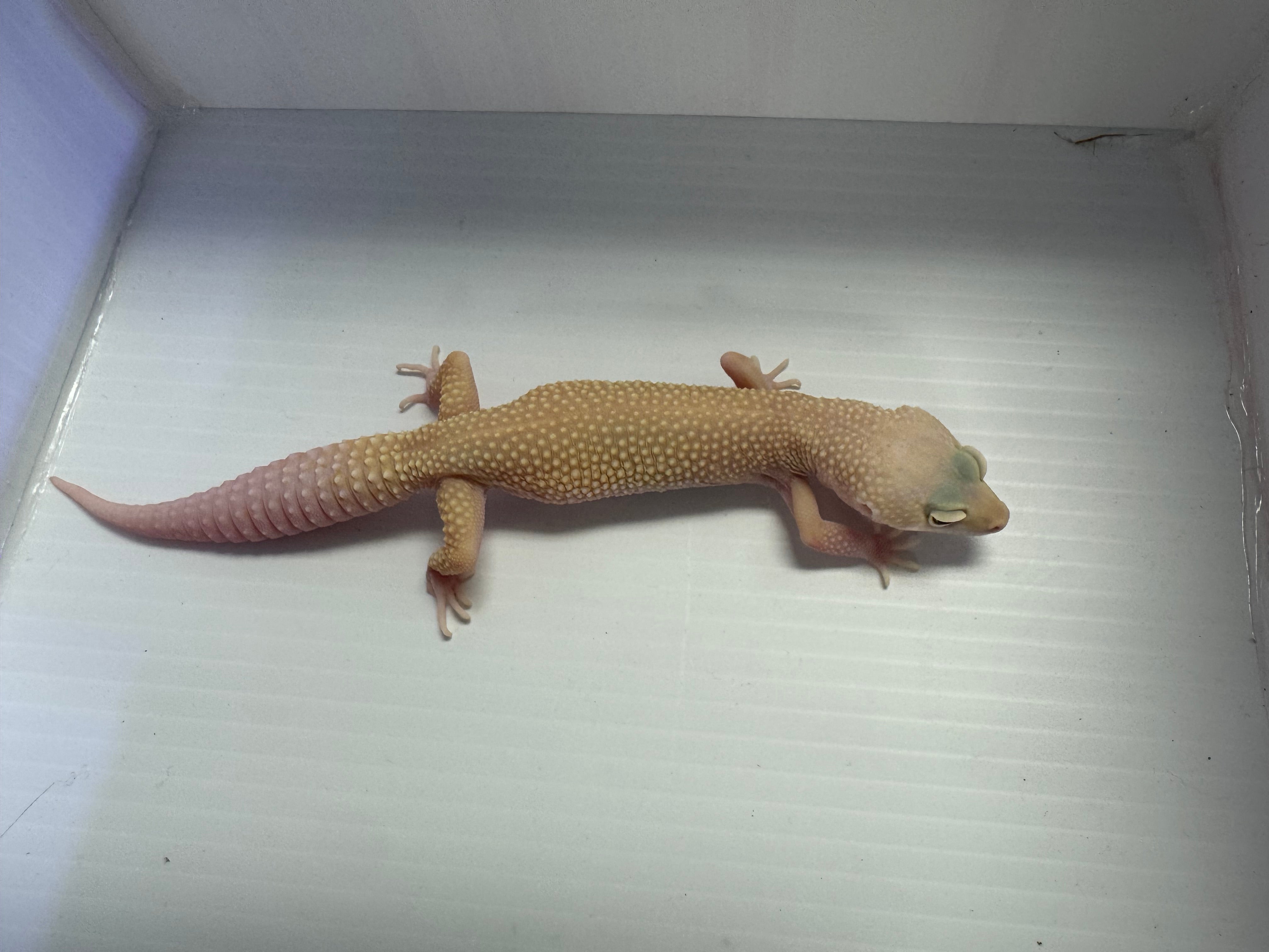 Leopard Gecko - Mack Snow Tremoer MP 66% Het Eclispe, 50% Het Blizzard