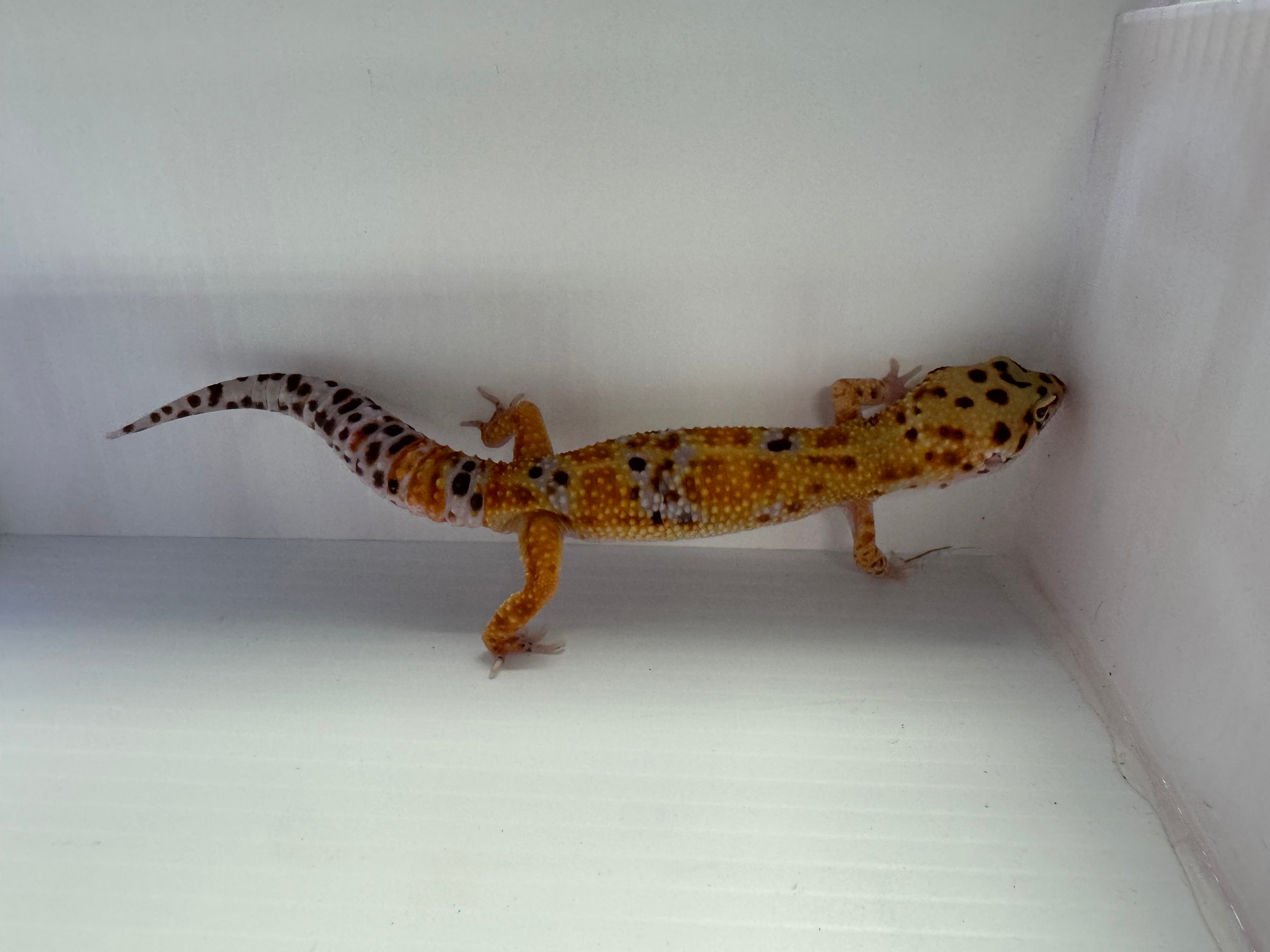Leopard Gecko Mandarin Emerine HET NDBE ph