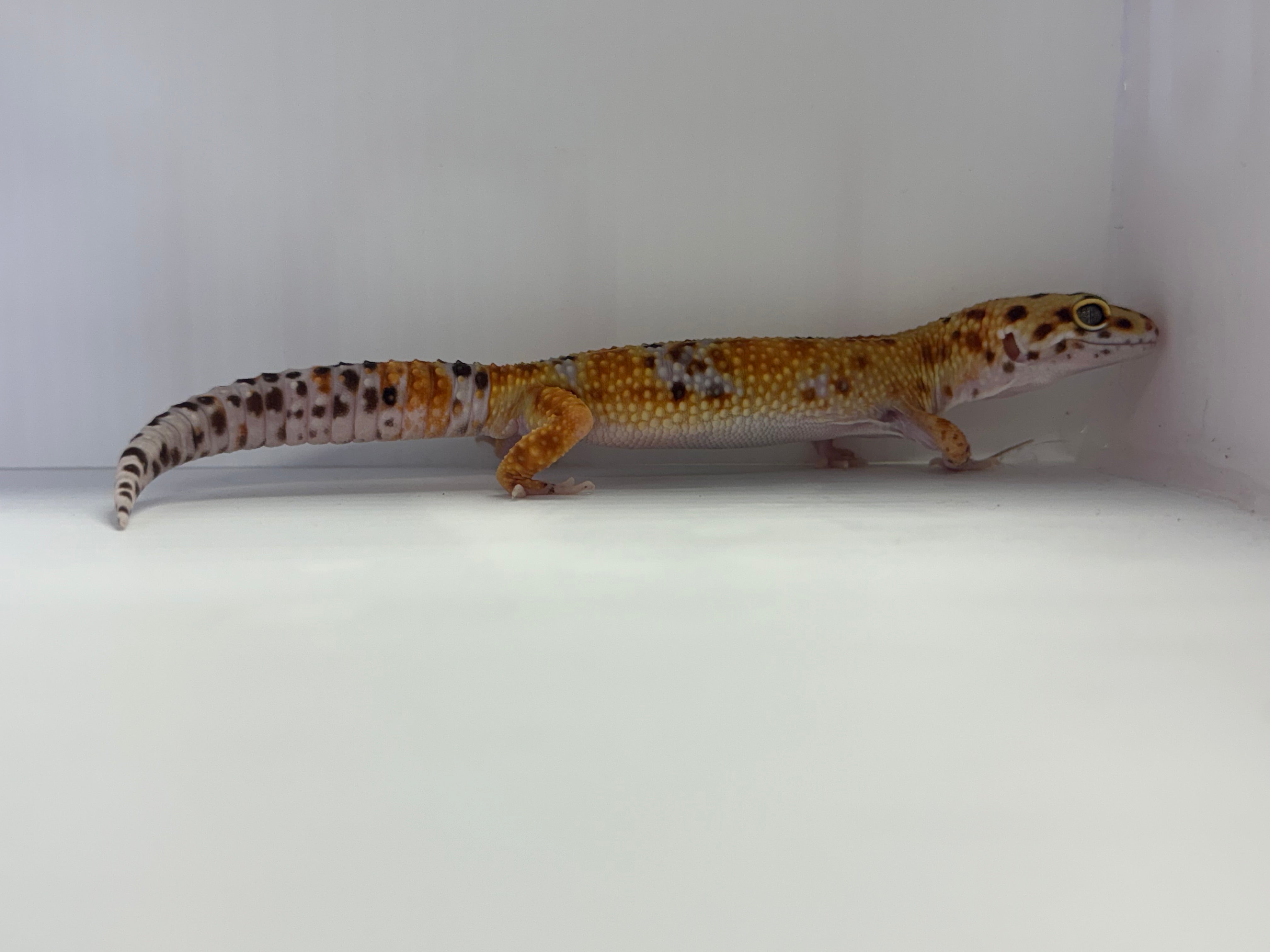 Leopard Gecko Mandarin Emerine HET NDBE ph