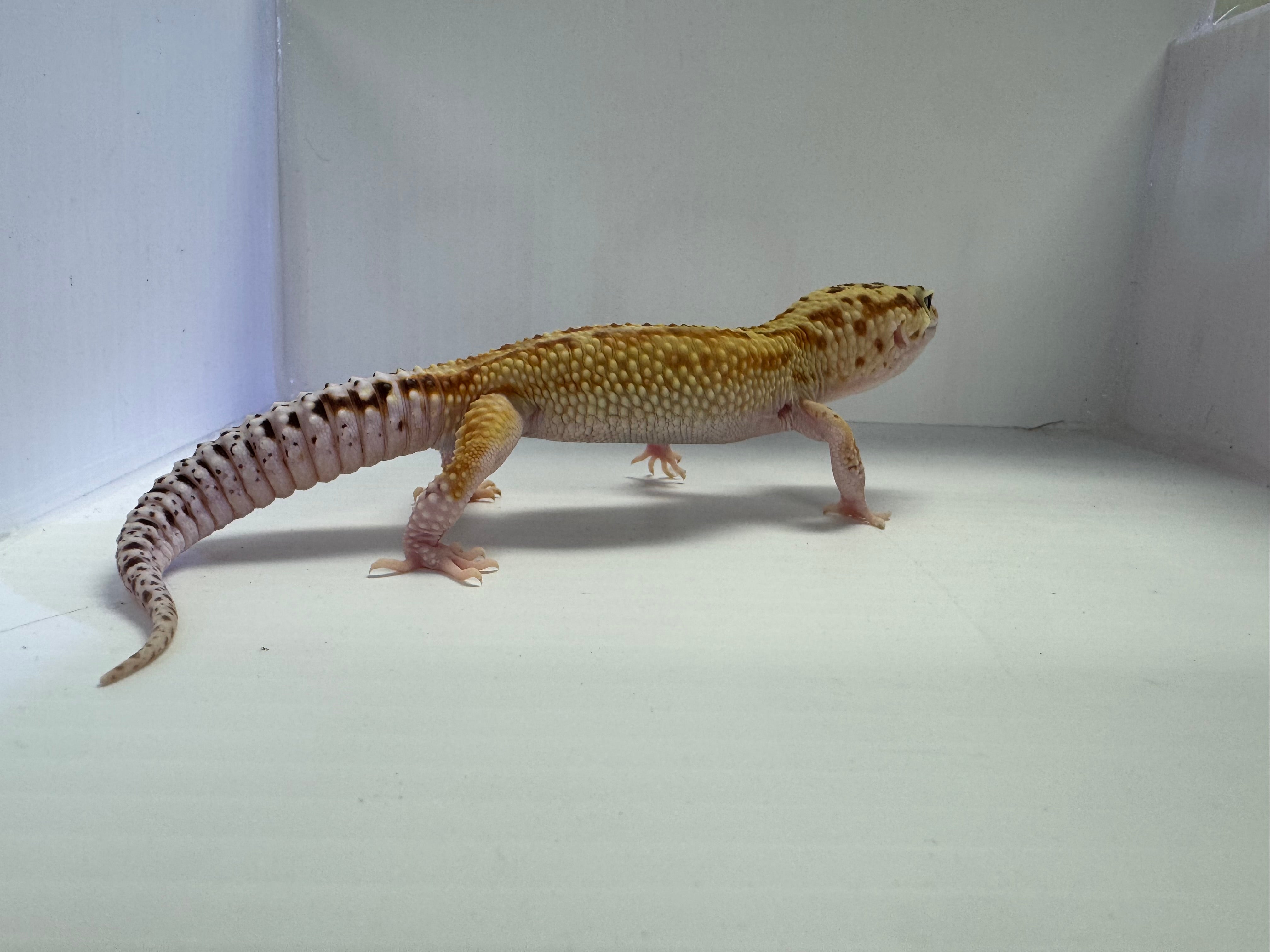 Leopard Gecko - Red Stripe Eclipse (Snake Eyes) 50% HET Tremper