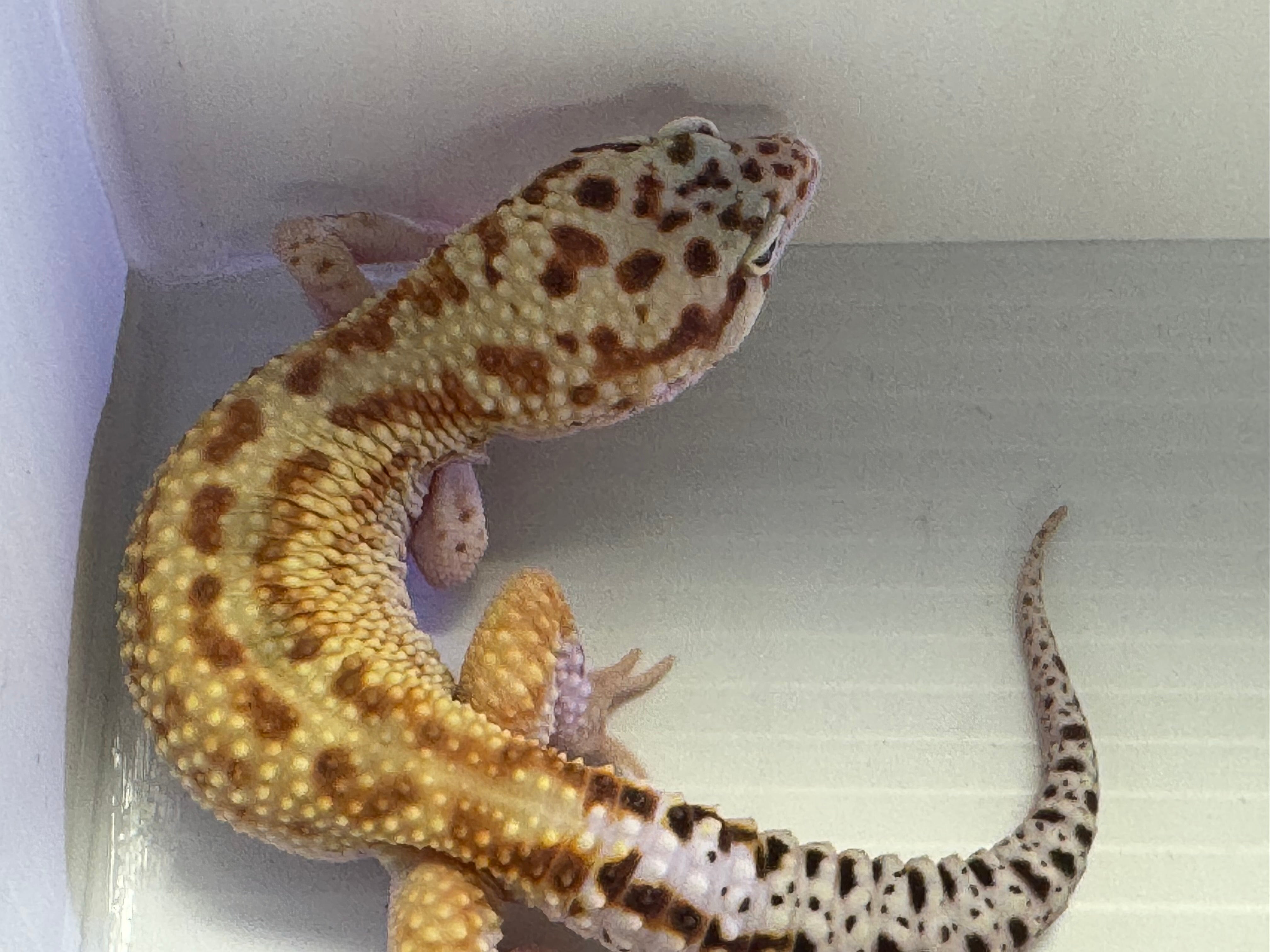 Leopard Gecko - Red Stripe Eclipse (Snake Eyes) 50% HET Tremper