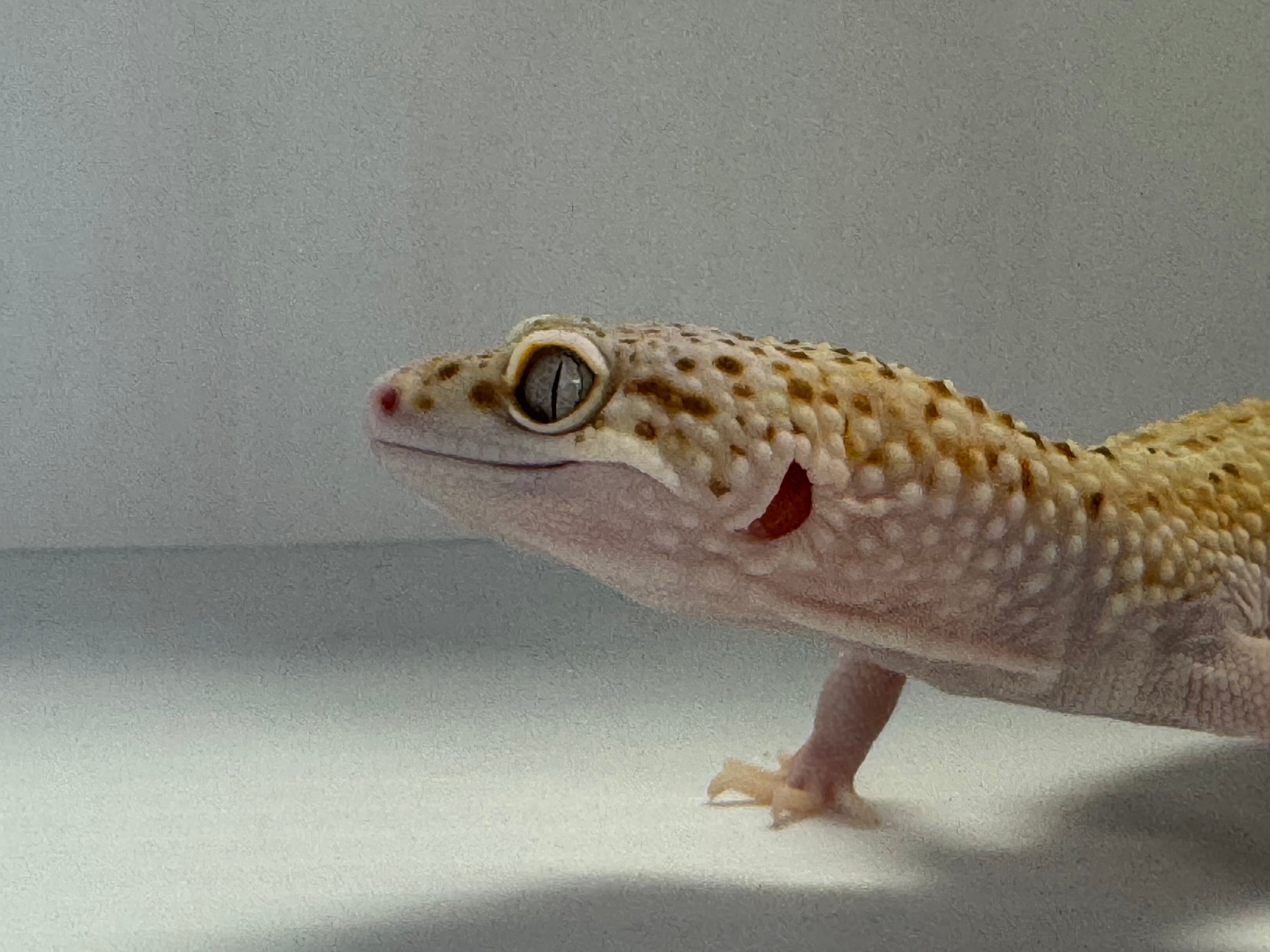 Leopard Gecko Sunglow PH Eclipse
