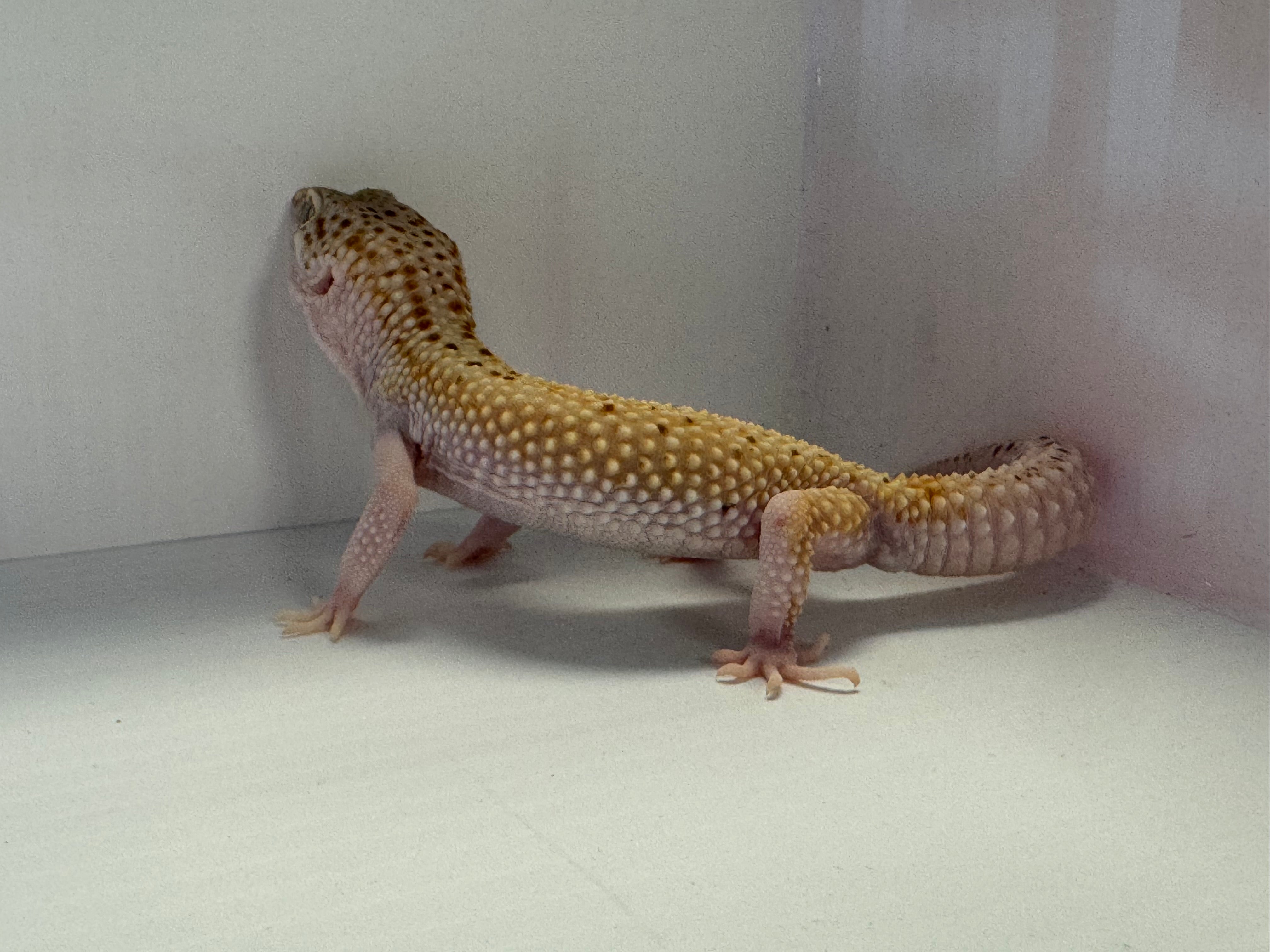 Leopard Gecko Sunglow PH Eclipse