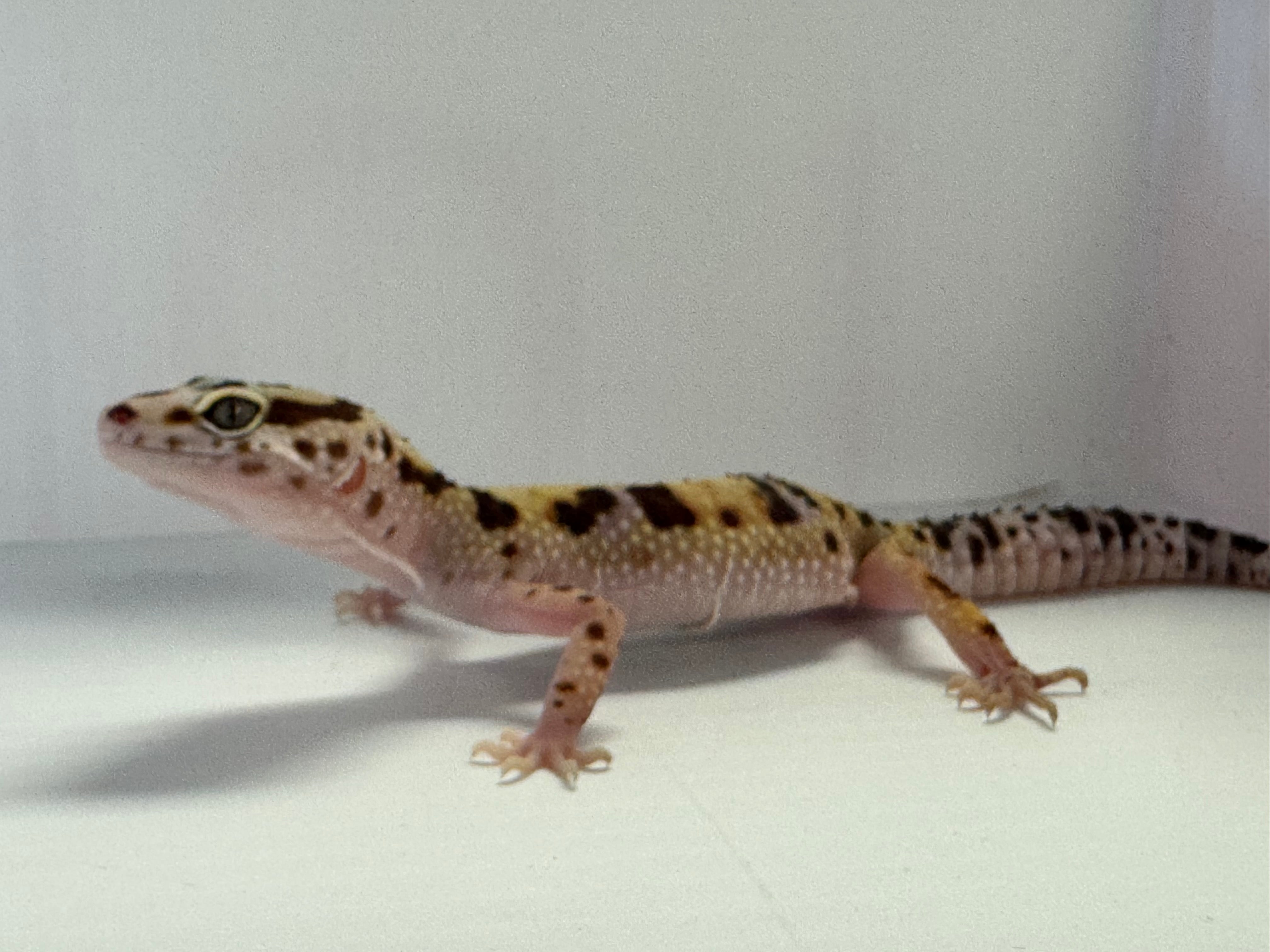 Leopard Gecko - High Yellow Lavender