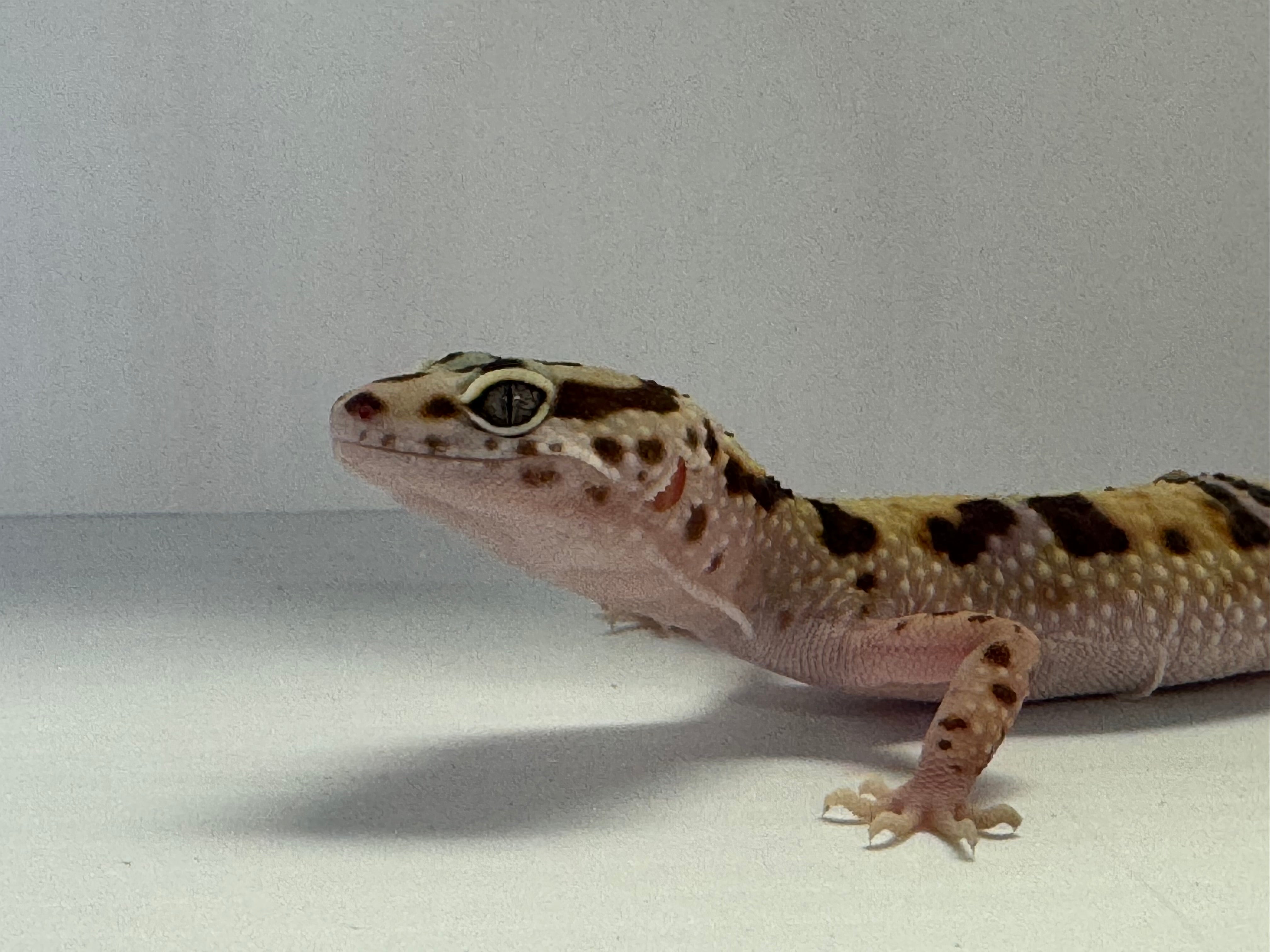 Leopard Gecko - High Yellow Lavender