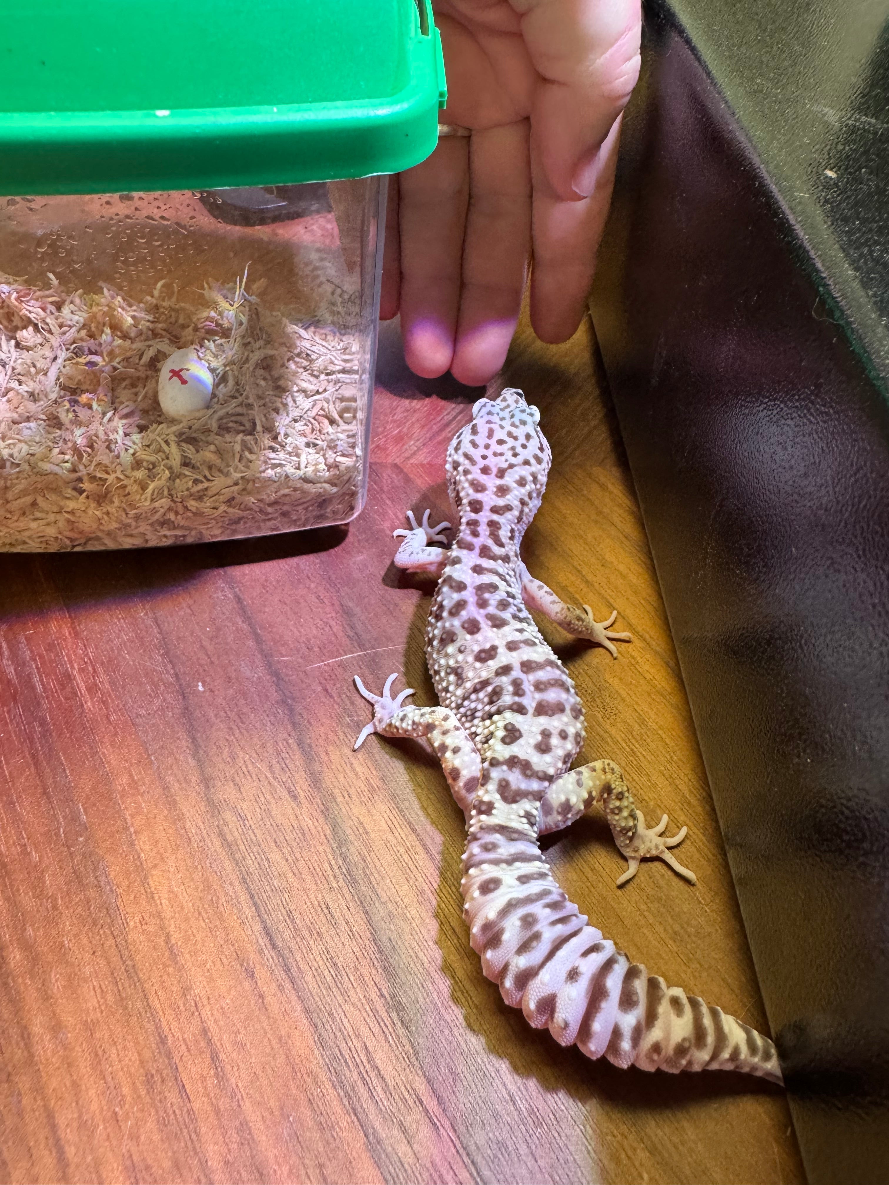 Leopard Gecko Mack Snow HET Tremper & Blizzard ph Murphy Patternless