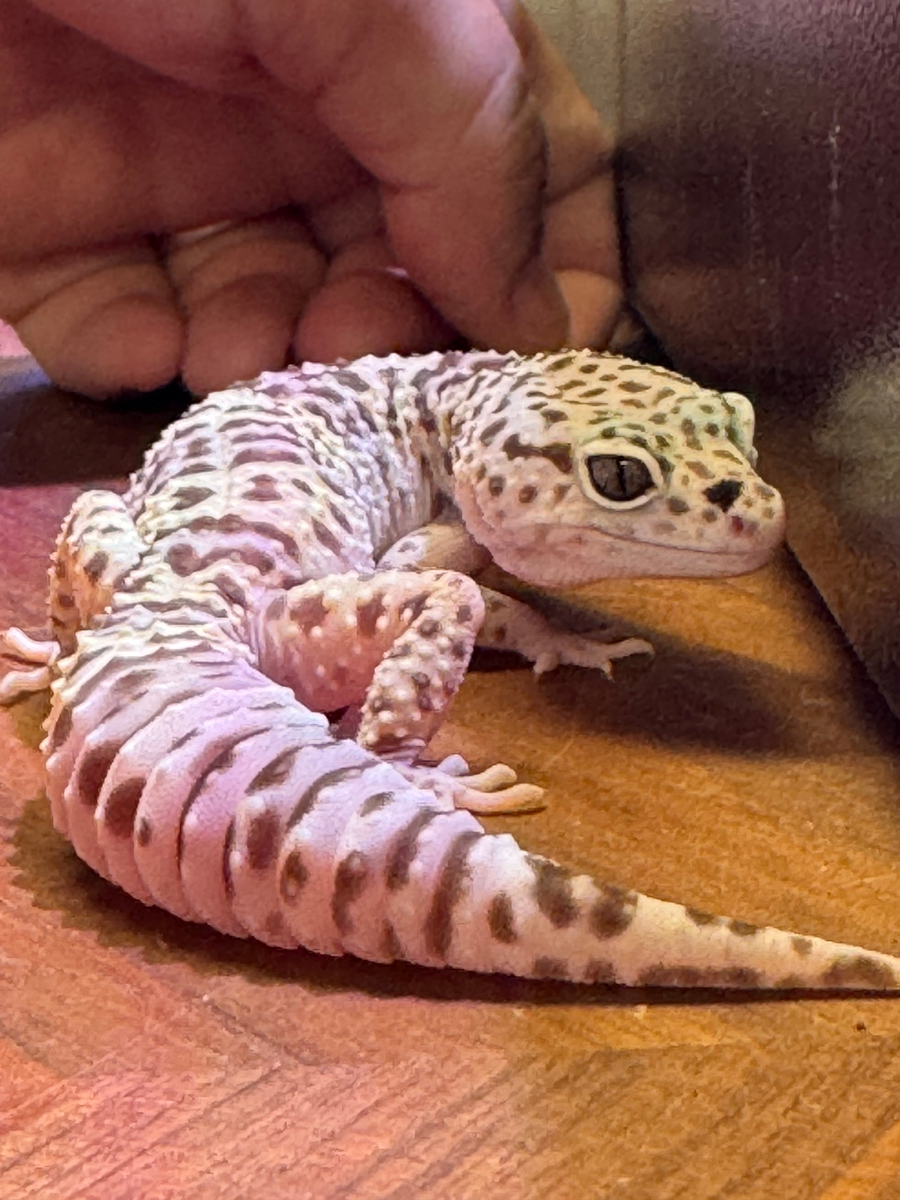Leopard Gecko Mack Snow HET Tremper & Blizzard ph Murphy Patternless