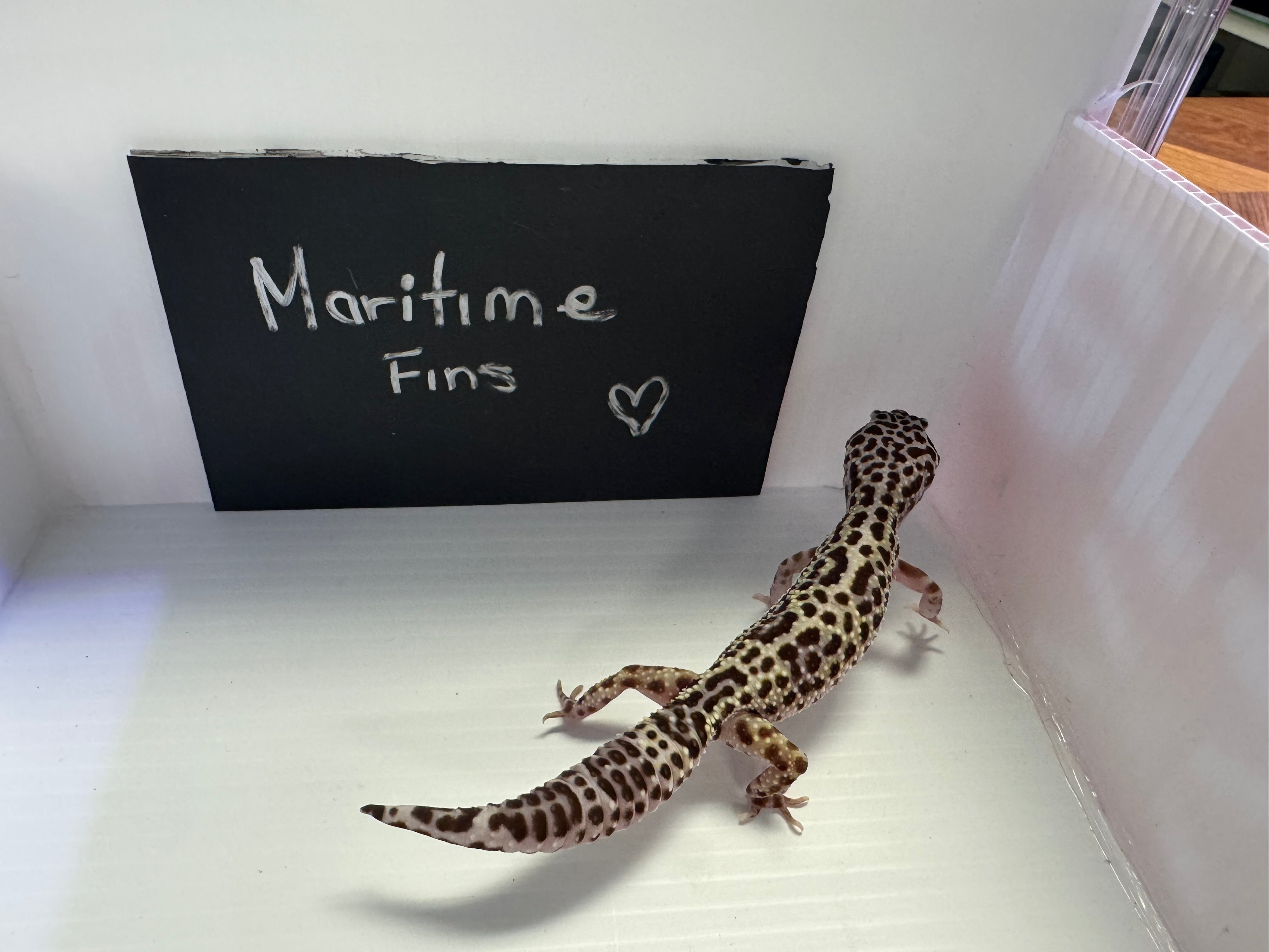 Leopard Gecko -Mack Snow Black Knight 50% HER Eclipse Ph Tremper