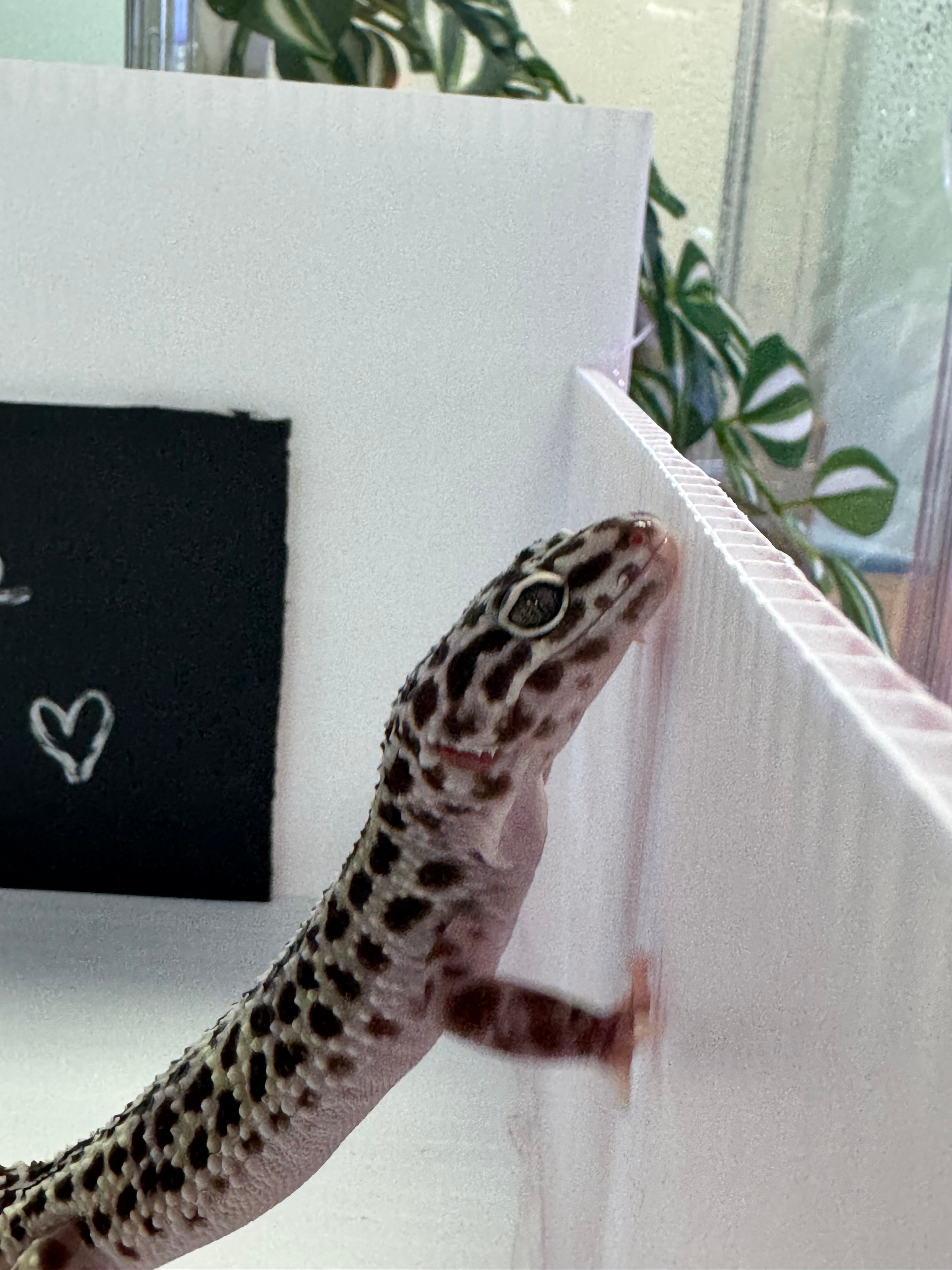 Leopard Gecko -Mack Snow Black Knight 50% HER Eclipse Ph Tremper