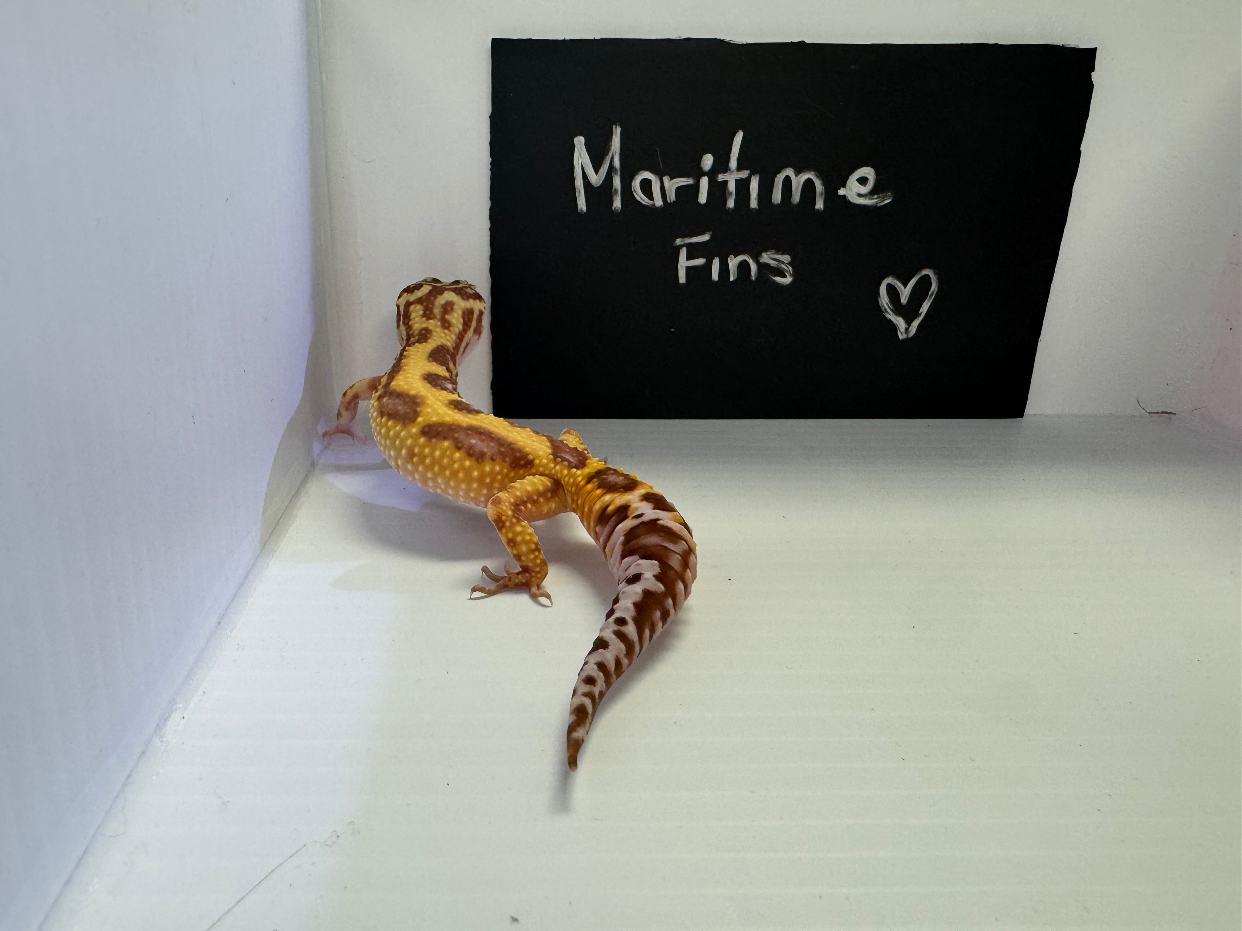 Leopard Gecko - Tremper Hypo 50% HET Eclipse