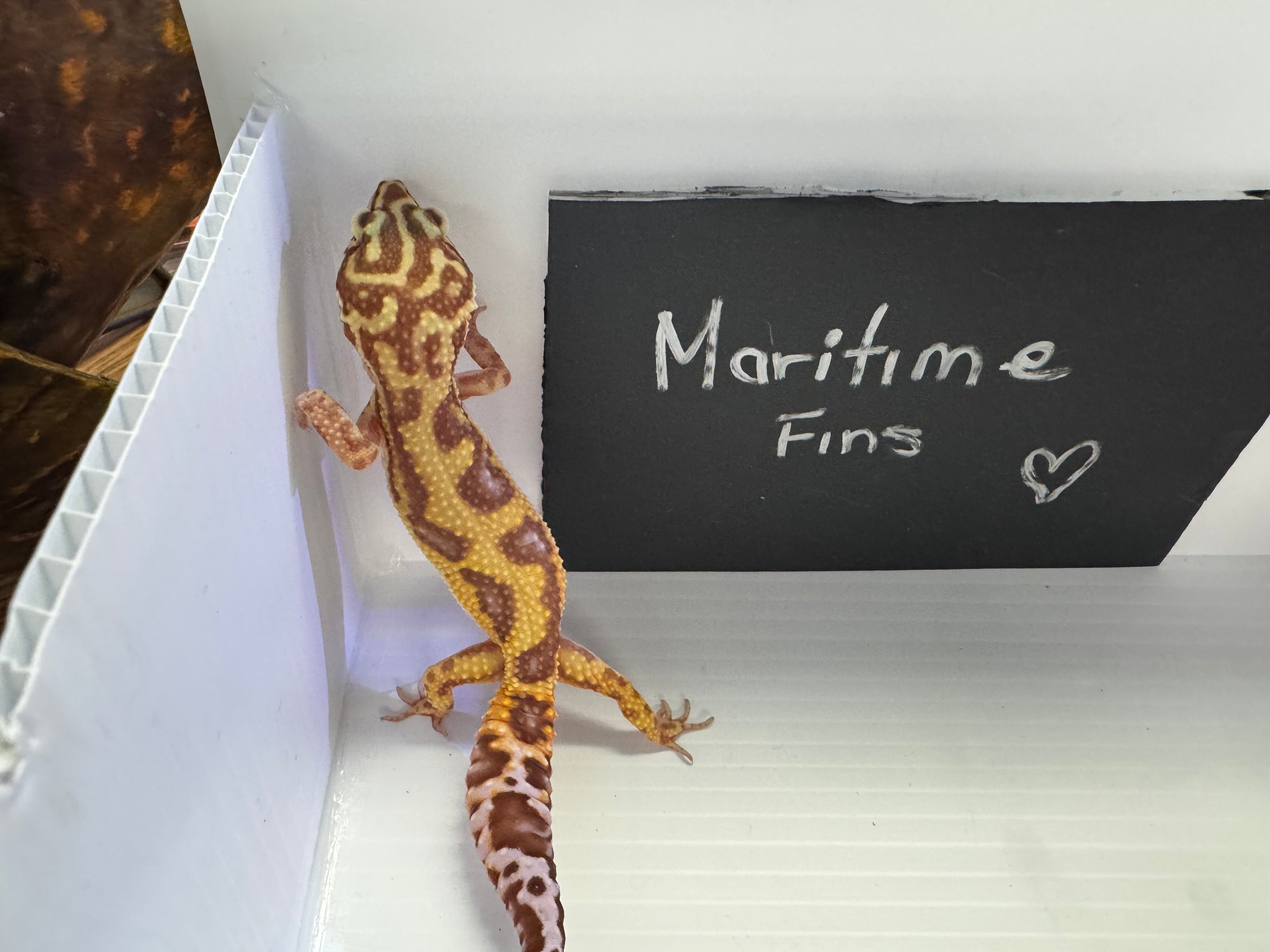 Leopard Gecko - Tremper Hypo 50% HET Eclipse