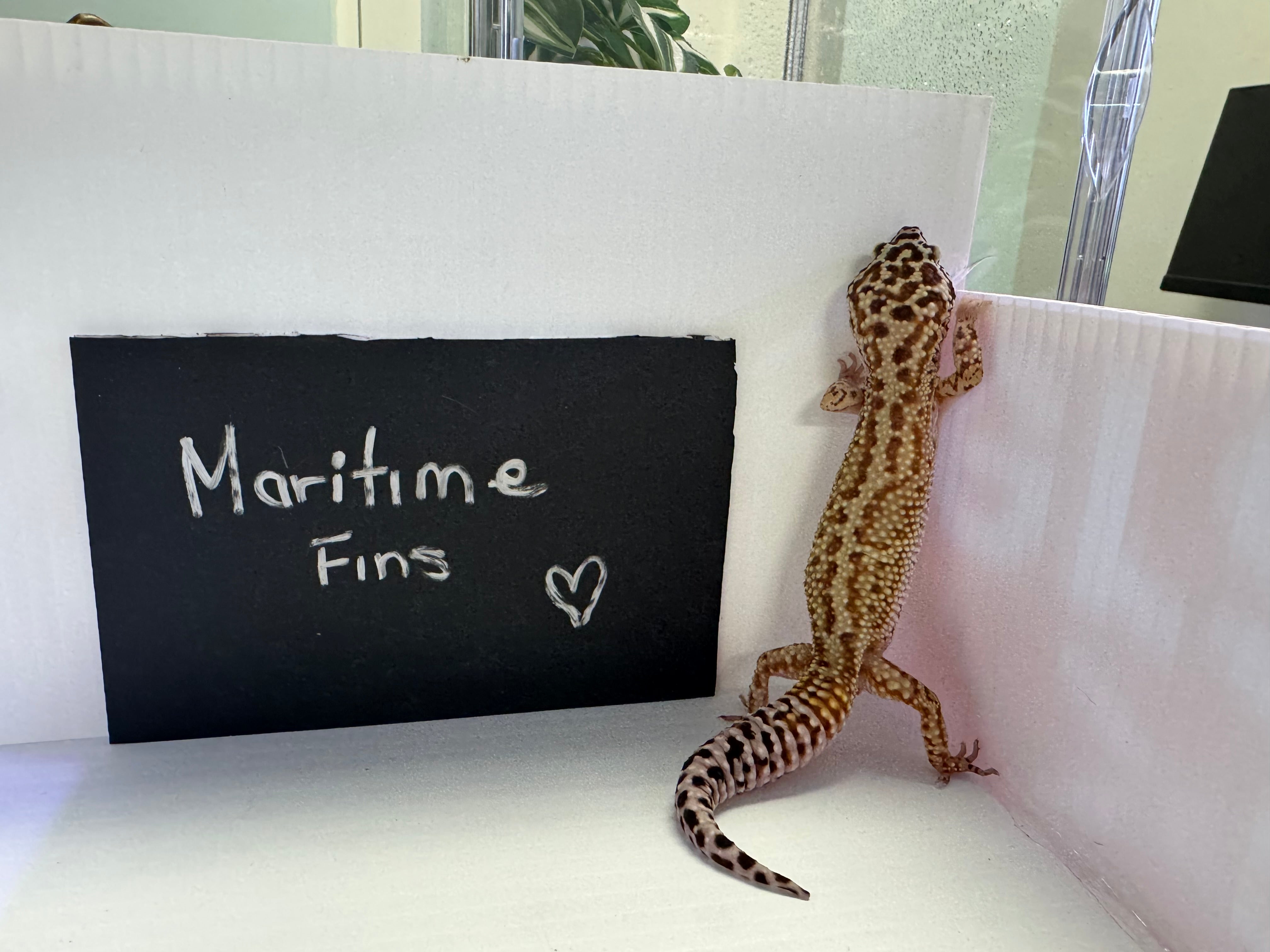 Leopard Gecko Red Stripe ph Rainwater