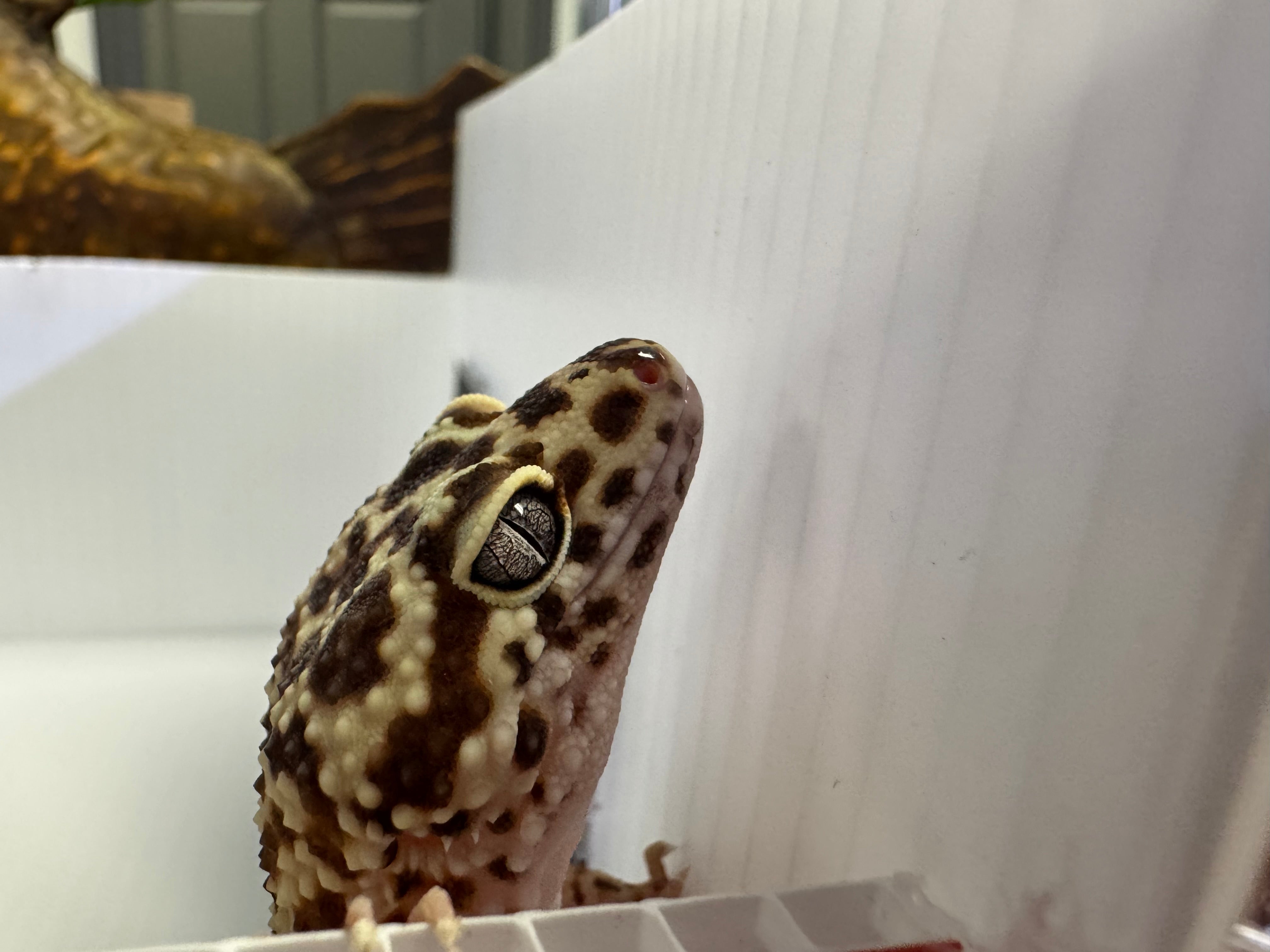 Leopard Gecko Red Stripe ph Rainwater