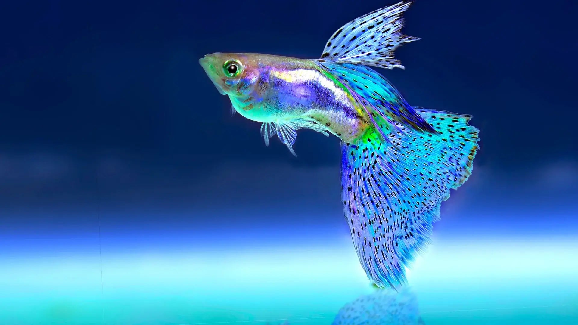 Maritime_Fins_The_Best_Aquarium_Shop_and_Fish_Store (1).webp__PID:dd9f16e4-c25f-4a67-b1a2-847859a65f7d