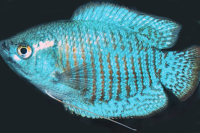 Neon Blue Dwarf Gourami