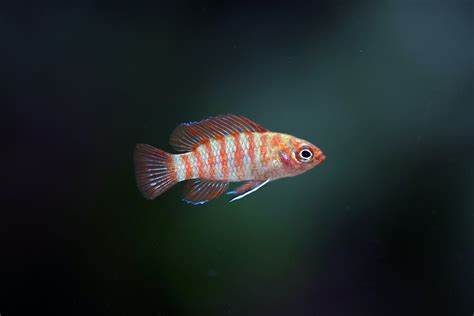 Badis Scarlet