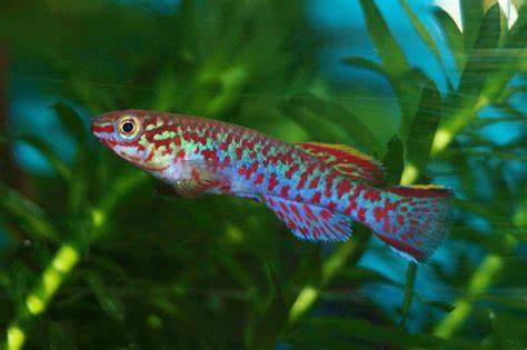 Killi, gardneri “Steel blue”