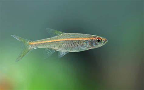 Rasbora, Redstripe