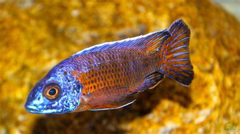 Aulonocara stuartgranti "Ngara" Show Male