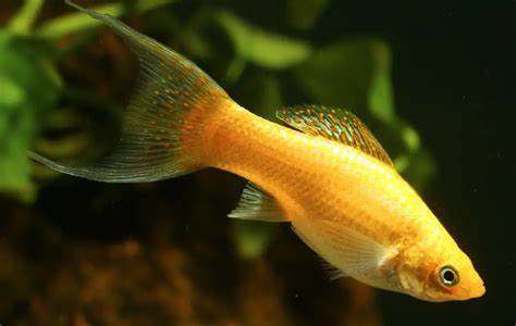 Molly Lyretail- ASSORTED