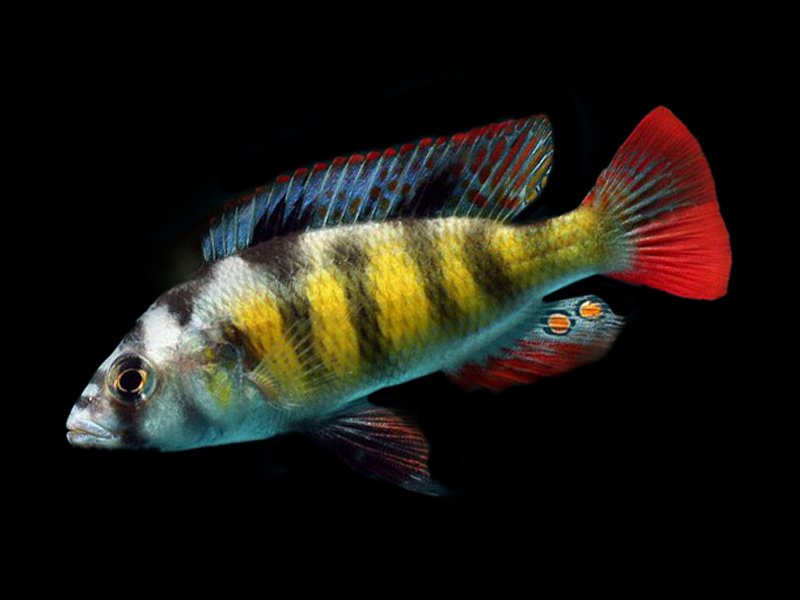 Hap Zebra Obliquidens