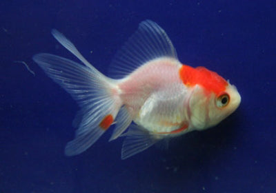 Red Cap Oranda