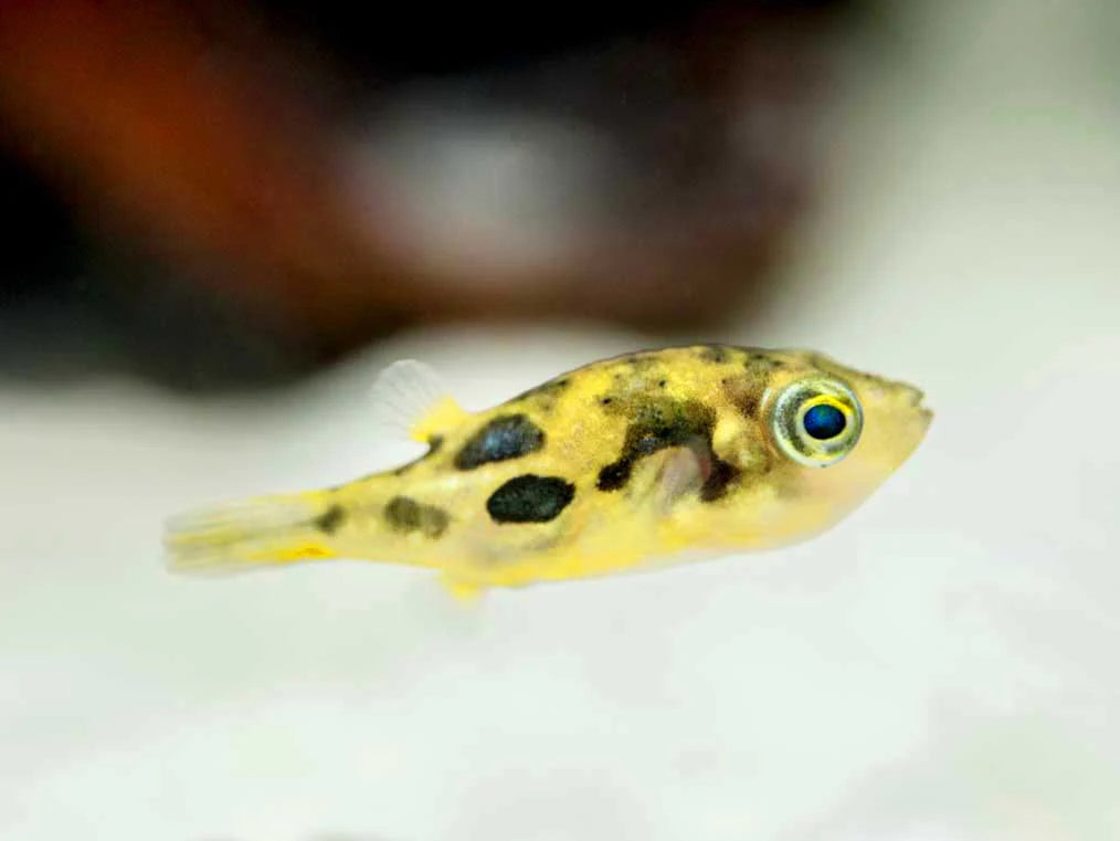 Pea Puffer