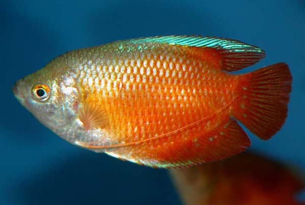Fire red Dwarf Gourami