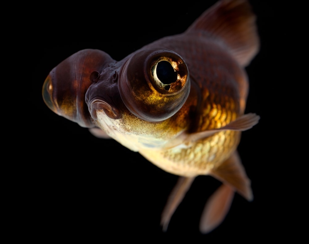 Moor Goldfish