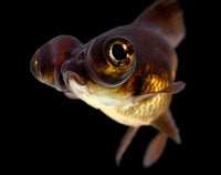Moor Goldfish