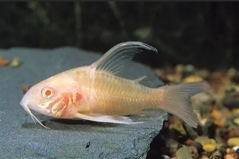Albino LongFin Corydora