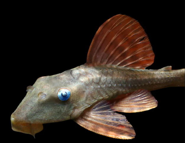 Blue Eye Red Fin Pleco (L137)