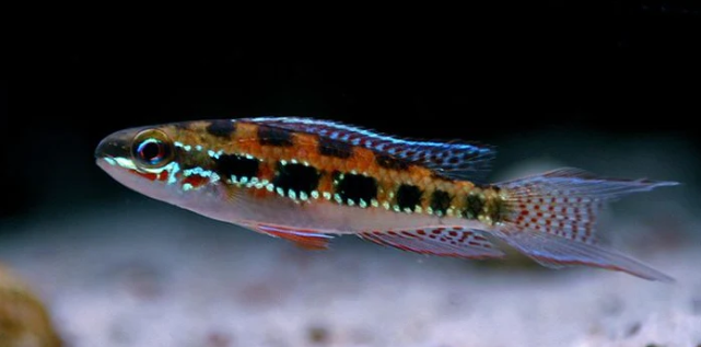 Lyre Tail Checkerboard Cichlids