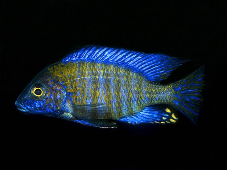 Aulonocara Ethelwynnae F1 male "Chitande Island" show size