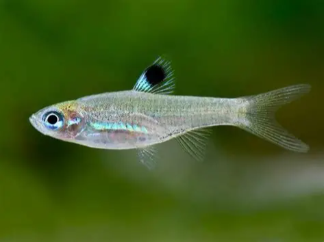 Eye Spot Rasbora