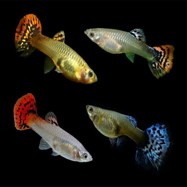 Female guppy