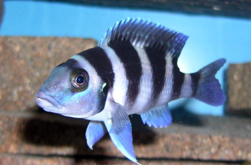 Frontosa (Cyphotilapia Gibberosa)