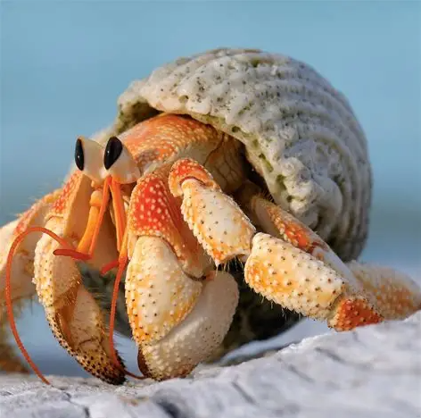 Hermit Crab