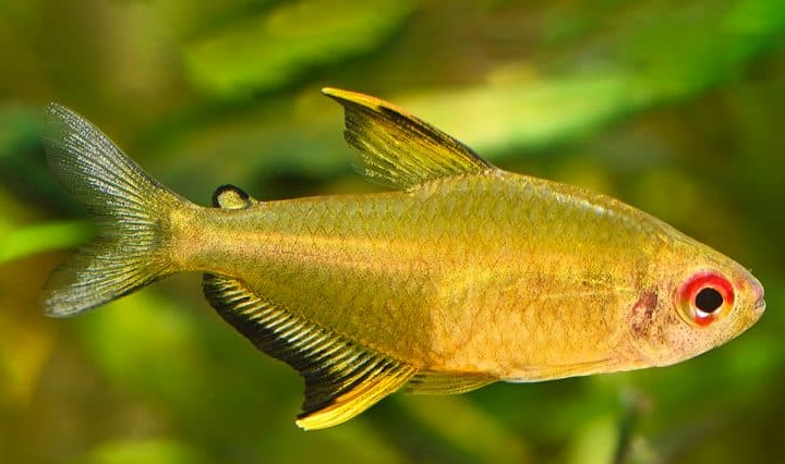 Lemon Tetra