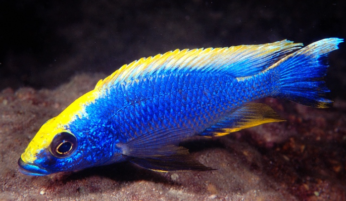 Otopharynx Lithobates (Zimbabwe Rocks)