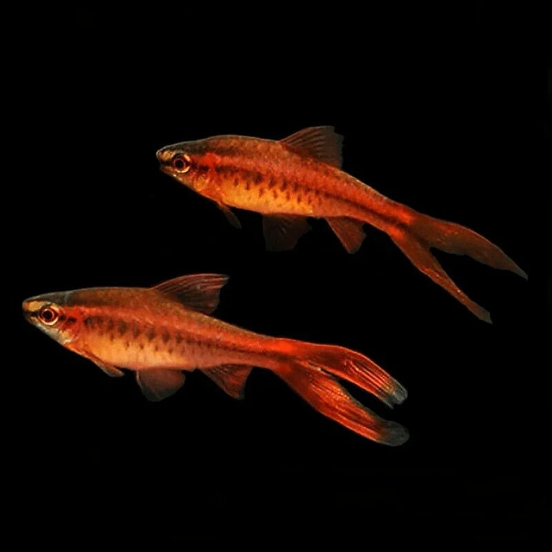 Cherry Barb Longfin 